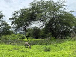Piura: lluvias reactivan bosques secos y benefician a comunidades rurales Piura: lluvias reactivan bosques secos y benefician a comunidades rurales