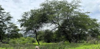 Piura: lluvias reactivan bosques secos y benefician a comunidades rurales Piura: lluvias reactivan bosques secos y benefician a comunidades rurales