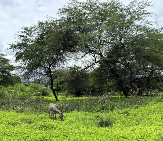 Piura: lluvias reactivan bosques secos y benefician a comunidades rurales Piura: lluvias reactivan bosques secos y benefician a comunidades rurales
