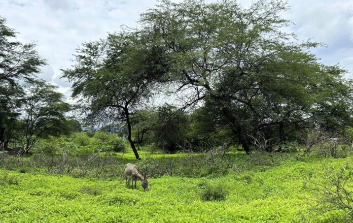 Piura: lluvias reactivan bosques secos y benefician a comunidades rurales