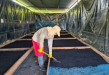 Piura: Proyecto impulsa bioinsumos para combatir Fusarium en cultivos de banano Piura: Proyecto impulsa bioinsumos para combatir Fusarium en cultivos de banano