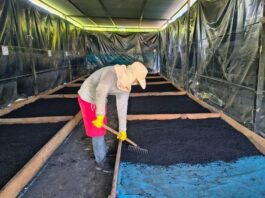 Piura: Proyecto impulsa bioinsumos para combatir Fusarium en cultivos de banano Piura: Proyecto impulsa bioinsumos para combatir Fusarium en cultivos de banano