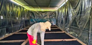 Piura: Proyecto impulsa bioinsumos para combatir Fusarium en cultivos de banano Piura: Proyecto impulsa bioinsumos para combatir Fusarium en cultivos de banano