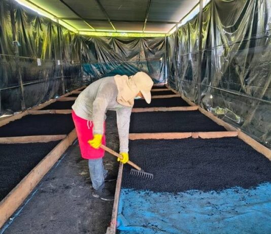 Piura: Proyecto impulsa bioinsumos para combatir Fusarium en cultivos de banano Piura: Proyecto impulsa bioinsumos para combatir Fusarium en cultivos de banano