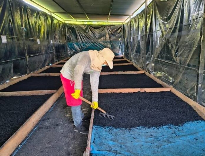 Piura: Proyecto impulsa bioinsumos para combatir Fusarium en cultivos de banano