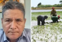 Productores de arroz anuncian posible paro nacional por crisis del sector Productores de arroz anuncian posible paro nacional por crisis del sector