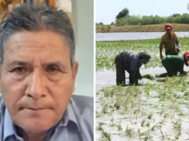 Productores de arroz anuncian posible paro nacional por crisis del sector Productores de arroz anuncian posible paro nacional por crisis del sector