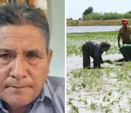 Productores de arroz anuncian posible paro nacional por crisis del sector Productores de arroz anuncian posible paro nacional por crisis del sector