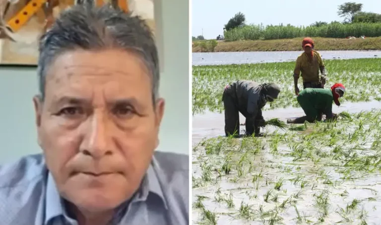 Productores de arroz anuncian posible paro nacional por crisis del sector