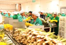 Fertilizantes caros y riesgo de El Niño ponen en alerta a los agroexportadores peruanos en 2026 Fertilizantes caros y riesgo de El Niño ponen en alerta a los agroexportadores peruanos en 2026