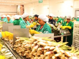 Fertilizantes caros y riesgo de El Niño ponen en alerta a los agroexportadores peruanos en 2026 Fertilizantes caros y riesgo de El Niño ponen en alerta a los agroexportadores peruanos en 2026