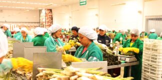 Fertilizantes caros y riesgo de El Niño ponen en alerta a los agroexportadores peruanos en 2026 Fertilizantes caros y riesgo de El Niño ponen en alerta a los agroexportadores peruanos en 2026