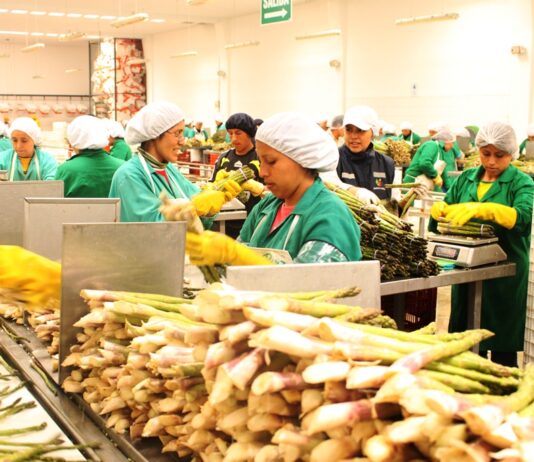 Fertilizantes caros y riesgo de El Niño ponen en alerta a los agroexportadores peruanos en 2026 Fertilizantes caros y riesgo de El Niño ponen en alerta a los agroexportadores peruanos en 2026