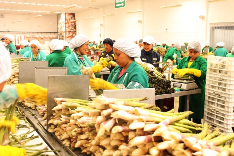 Fertilizantes caros y riesgo de El Niño ponen en alerta a los agroexportadores peruanos en 2026