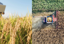 Midagri fortalece la trazabilidad de cadenas agrarias peruanas para mantener acceso al mercado de la Unión Europea Midagri fortalece la trazabilidad de cadenas agrarias peruanas para mantener acceso al mercado de la Unión Europea