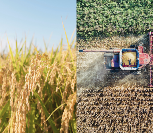 Midagri fortalece la trazabilidad de cadenas agrarias peruanas para mantener acceso al mercado de la Unión Europea Midagri fortalece la trazabilidad de cadenas agrarias peruanas para mantener acceso al mercado de la Unión Europea