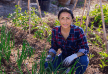 Carbono agrario abre nuevas oportunidades para el agro peruano Carbono agrario abre nuevas oportunidades para el agro peruano