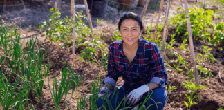 Carbono agrario abre nuevas oportunidades para el agro peruano Carbono agrario abre nuevas oportunidades para el agro peruano