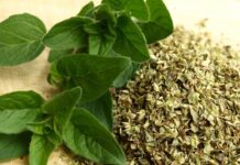 Precio del orégano peruano sube en mercados internacionales pese a menor volumen exportado Precio del orégano peruano sube en mercados internacionales pese a menor volumen exportado