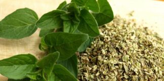 Precio del orégano peruano sube en mercados internacionales pese a menor volumen exportado Precio del orégano peruano sube en mercados internacionales pese a menor volumen exportado