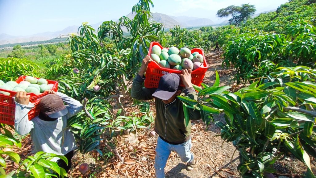 Producción agrícola en Piura: caen uva, mango y camote, pero crecen arroz y arándano Producción agrícola en Piura: caen uva, mango y camote, pero crecen arroz y arándano