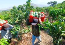 Producción agrícola en Piura: caen uva, mango y camote, pero crecen arroz y arándano Producción agrícola en Piura: caen uva, mango y camote, pero crecen arroz y arándano