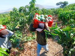 Producción agrícola en Piura: caen uva, mango y camote, pero crecen arroz y arándano Producción agrícola en Piura: caen uva, mango y camote, pero crecen arroz y arándano