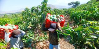 Producción agrícola en Piura: caen uva, mango y camote, pero crecen arroz y arándano Producción agrícola en Piura: caen uva, mango y camote, pero crecen arroz y arándano