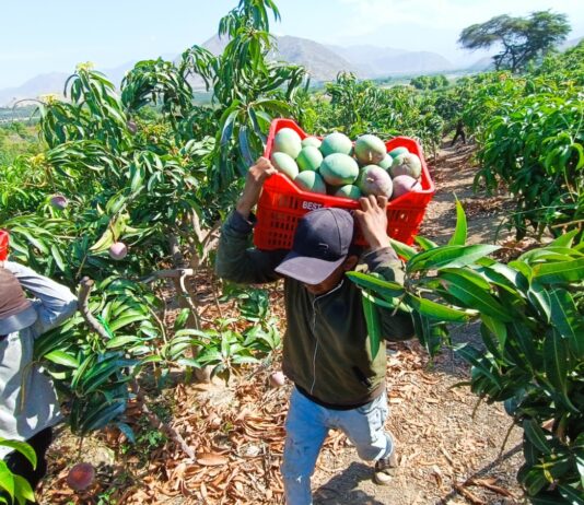 Producción agrícola en Piura: caen uva, mango y camote, pero crecen arroz y arándano Producción agrícola en Piura: caen uva, mango y camote, pero crecen arroz y arándano