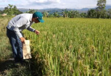 Productores arroceros exigen medidas ante caída del precio del arroz Productores arroceros exigen medidas ante caída del precio del arroz