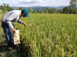 Productores arroceros exigen medidas ante caída del precio del arroz Productores arroceros exigen medidas ante caída del precio del arroz