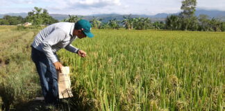 Productores arroceros exigen medidas ante caída del precio del arroz Productores arroceros exigen medidas ante caída del precio del arroz