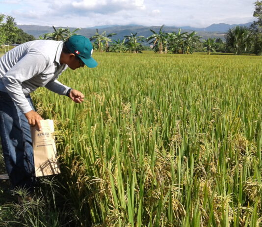 Productores arroceros exigen medidas ante caída del precio del arroz Productores arroceros exigen medidas ante caída del precio del arroz