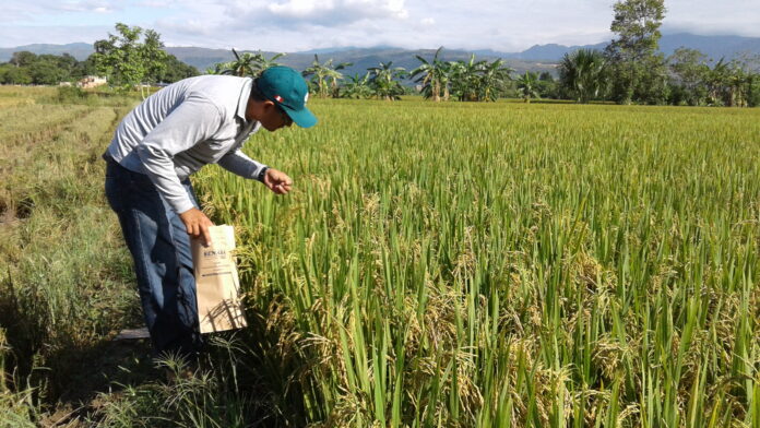 Productores arroceros exigen medidas ante caída del precio del arroz