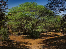 Piura: Especialistas analizan la cadena de valor del algarrobo y su impacto en el bosque seco Piura: Especialistas analizan la cadena de valor del algarrobo y su impacto en el bosque seco