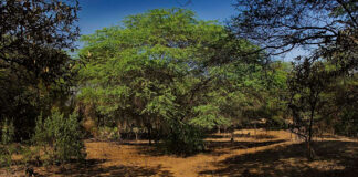 Piura: Especialistas analizan la cadena de valor del algarrobo y su impacto en el bosque seco Piura: Especialistas analizan la cadena de valor del algarrobo y su impacto en el bosque seco