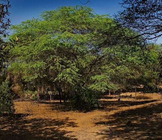 Piura: Especialistas analizan la cadena de valor del algarrobo y su impacto en el bosque seco Piura: Especialistas analizan la cadena de valor del algarrobo y su impacto en el bosque seco