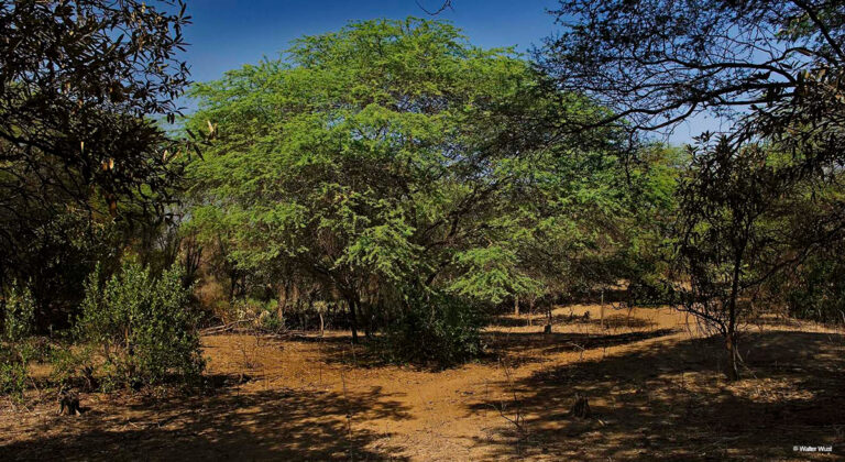 Piura: Especialistas analizan la cadena de valor del algarrobo y su impacto en el bosque seco