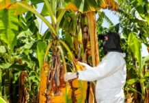 Piura refuerza la vigilancia fitosanitaria del banano ante el avance del Fusarium raza 4 en la región Piura refuerza la vigilancia fitosanitaria del banano ante el avance del Fusarium raza 4 en la región