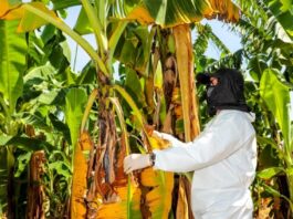 Piura refuerza la vigilancia fitosanitaria del banano ante el avance del Fusarium raza 4 en la región Piura refuerza la vigilancia fitosanitaria del banano ante el avance del Fusarium raza 4 en la región