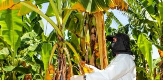 Piura refuerza la vigilancia fitosanitaria del banano ante el avance del Fusarium raza 4 en la región Piura refuerza la vigilancia fitosanitaria del banano ante el avance del Fusarium raza 4 en la región