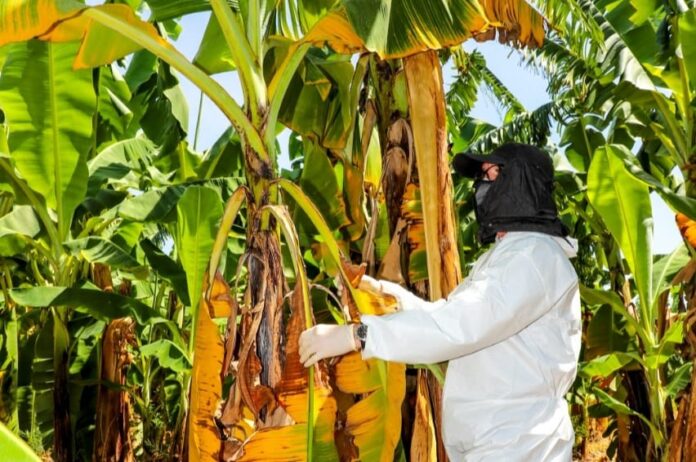 Piura refuerza la vigilancia fitosanitaria del banano ante el avance del Fusarium raza 4 en la región