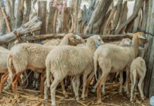 Piura: Productores de Cura Mori mejoran la crianza de ovinos con escuelas de campo Productores de Cura Mori mejoran la crianza de ovinos con escuelas de campo
