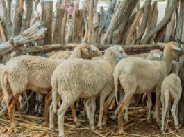 Piura: Productores de Cura Mori mejoran la crianza de ovinos con escuelas de campo Productores de Cura Mori mejoran la crianza de ovinos con escuelas de campo