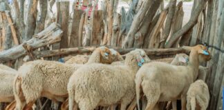 Piura: Productores de Cura Mori mejoran la crianza de ovinos con escuelas de campo Productores de Cura Mori mejoran la crianza de ovinos con escuelas de campo