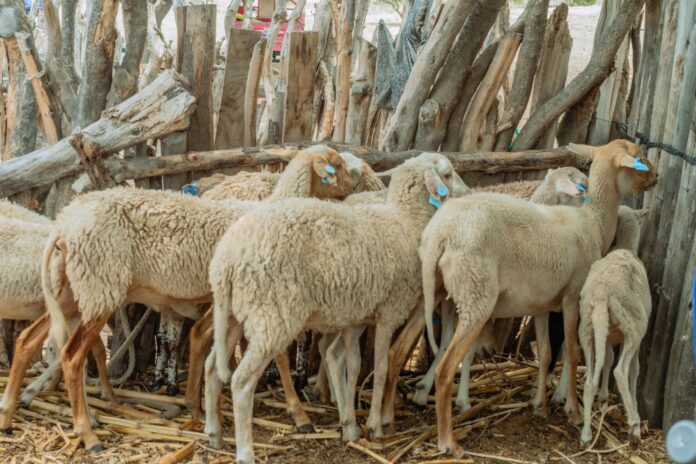 Productores de Cura Mori mejoran la crianza de ovinos con escuelas de campo