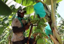 Instalan 250 parcelas tecnológicas para fortalecer la producción de banano orgánico en el norte del Perú Instalan 250 parcelas tecnológicas para fortalecer la producción de banano orgánico en el norte del Perú