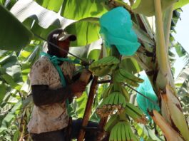 Instalan 250 parcelas tecnológicas para fortalecer la producción de banano orgánico en el norte del Perú Instalan 250 parcelas tecnológicas para fortalecer la producción de banano orgánico en el norte del Perú