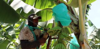 Instalan 250 parcelas tecnológicas para fortalecer la producción de banano orgánico en el norte del Perú Instalan 250 parcelas tecnológicas para fortalecer la producción de banano orgánico en el norte del Perú