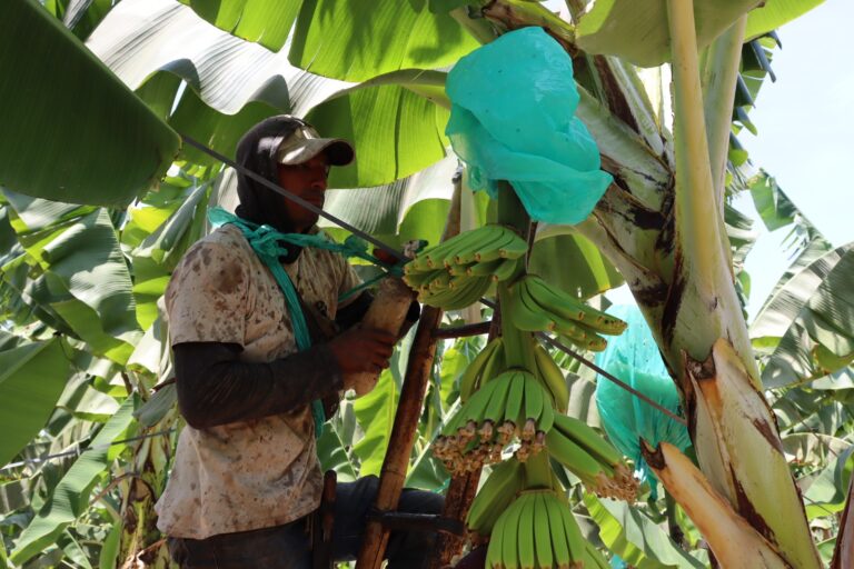 Instalan 250 parcelas tecnológicas para fortalecer la producción de banano orgánico en el norte del Perú